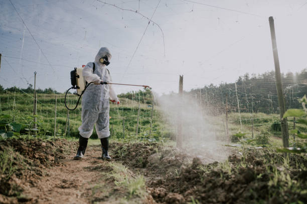 Best Ant Control Services  in Monte Alto, TX