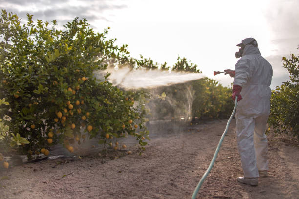 Best Best Pest Control Companies  in Monte Alto, TX