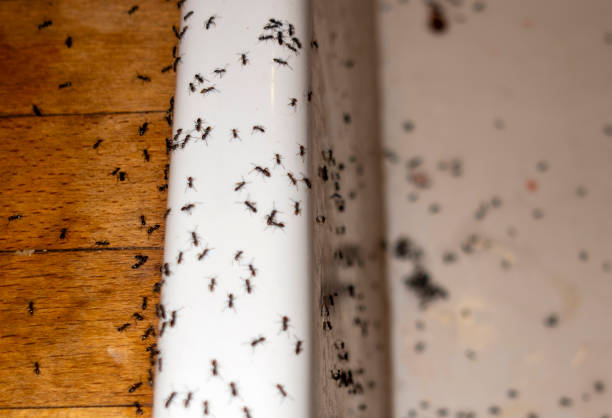 Pest Control for Restaurants in Monte Alto, TX