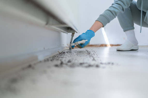 Best Bed Bug Extermination  in Monte Alto, TX